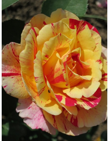 róże wielkokwiatowe Maurice Utrillo