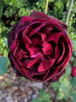 Francis Dubreuil róża herbatnia