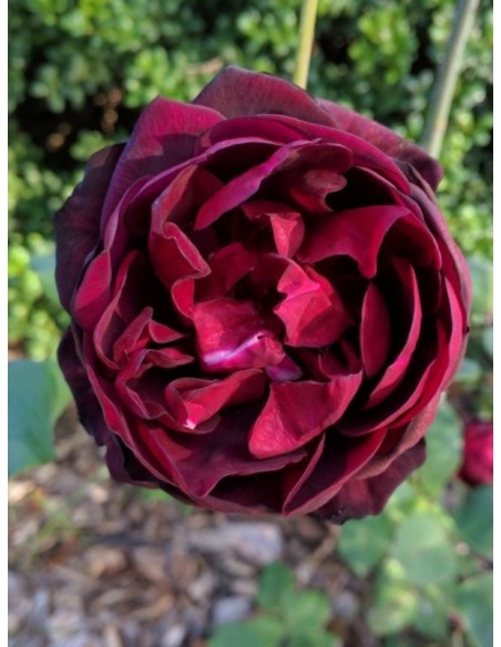 Francis Dubreuil róża herbatnia