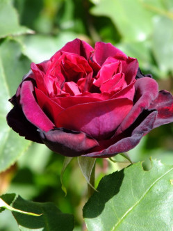 Francis Dubreuil róża herbatnia 2