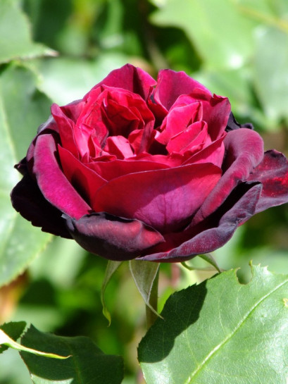 Francis Dubreuil herbatnia róża