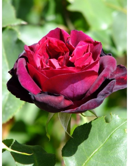 Francis Dubreuil herbatnia róża