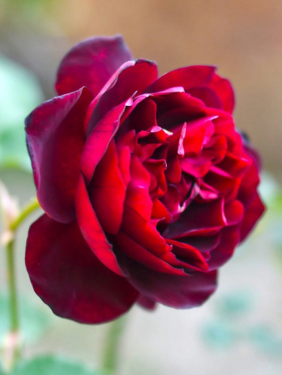 herbatnia róża Francis Dubreuil