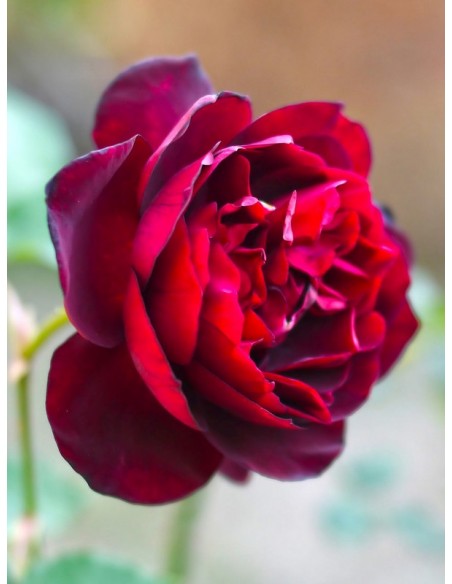herbatnia róża Francis Dubreuil