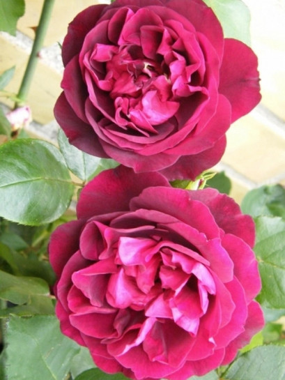 róża herbatnia Francis Dubreuil