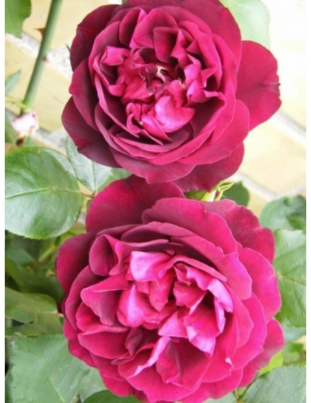 róża herbatnia Francis Dubreuil