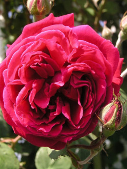 Gruss an Teplitz róże chińskie Gl 1.jpg