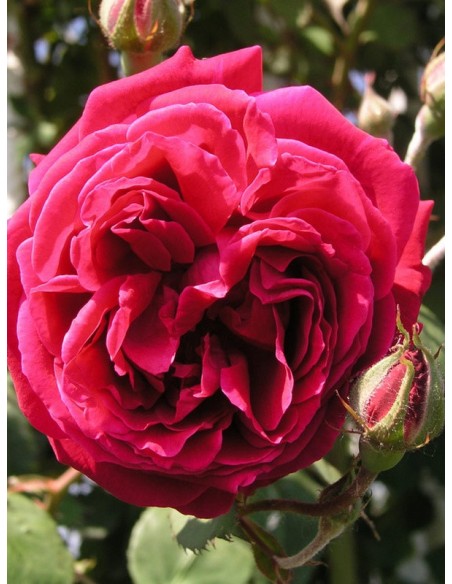 Gruss an Teplitz róże chińskie Gl 1.jpg