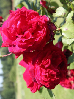 Gruss an Teplitz róże chińskie Gl 1.jpg 2