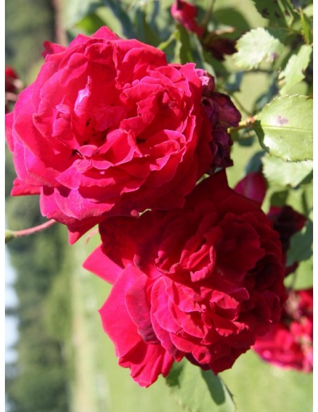 róże chińskie  Gruss an Teplitz