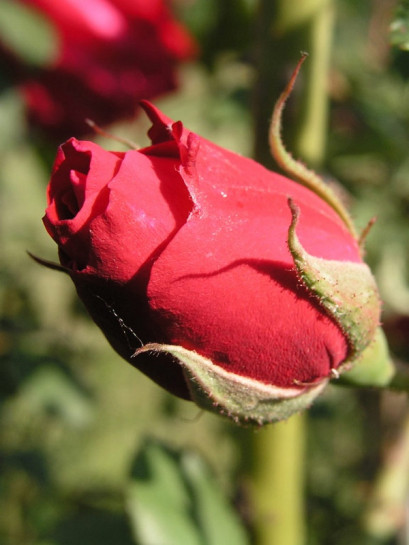 Gruss an Teplitz chińskie róże 