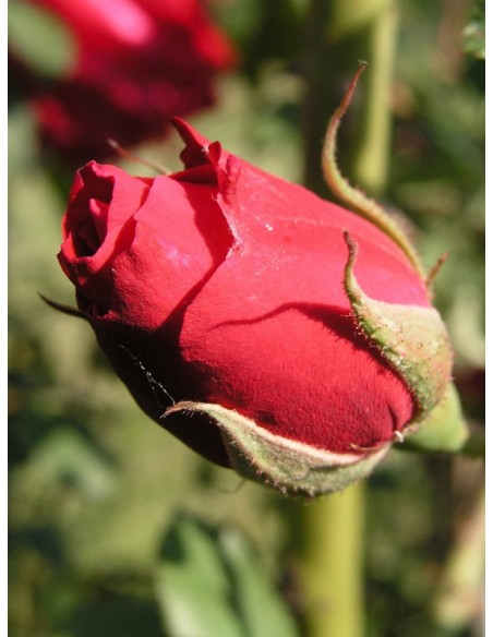 Gruss an Teplitz chińskie róże 