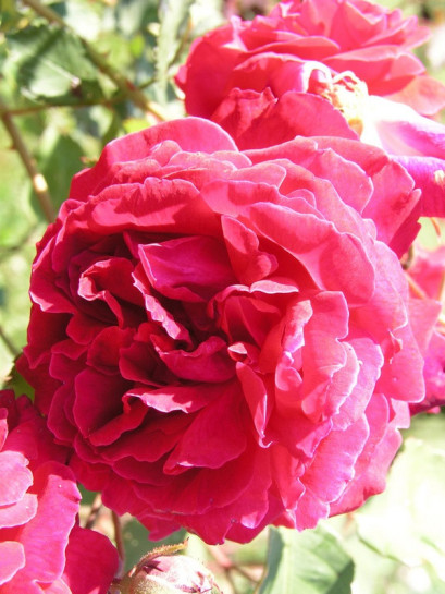 chińskie róże  Gruss an Teplitz