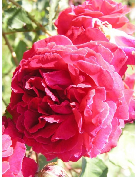 chińskie róże  Gruss an Teplitz