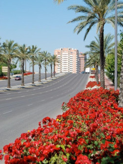 La Sevillana róże rabatowe 2