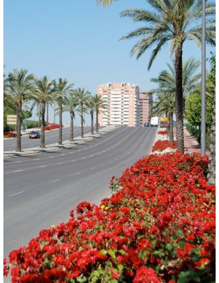 La Sevillana odporne róże rabatowe