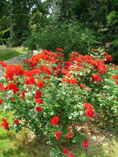 róże rabatowe La Sevilllana