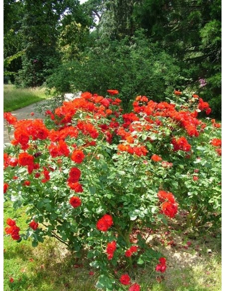 róże rabatowe La Sevilllana