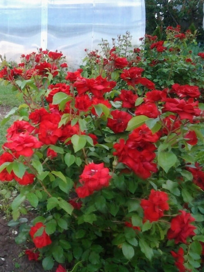 odporne róże La Sevillana