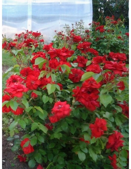 odporne róże La Sevillana