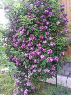 Veilchenblau róże pnące