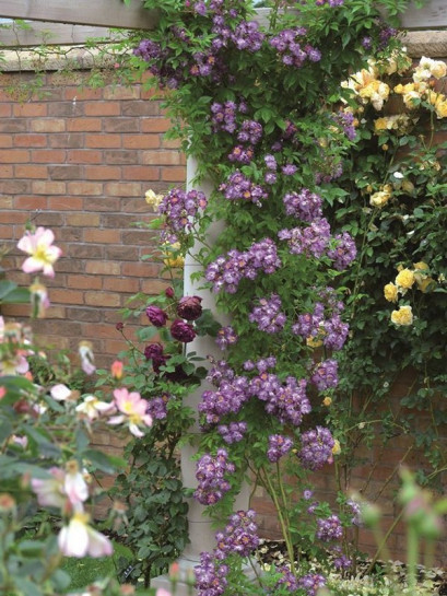 róże pnące Veilchenblau