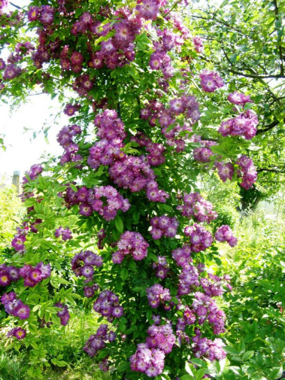 róże pnące Veilchenblau