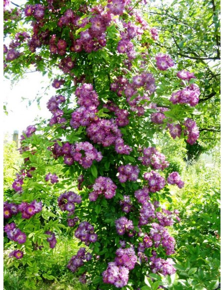 róże pnące Veilchenblau