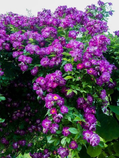 pnące róże Veilchenblau