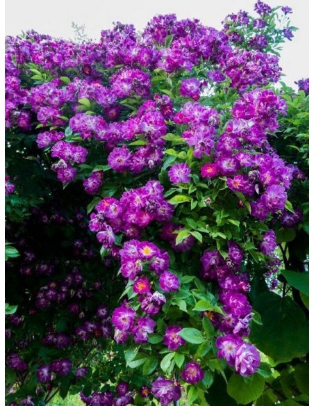 pnące róże Veilchenblau