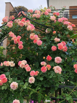 Alchymist róże pnące 2