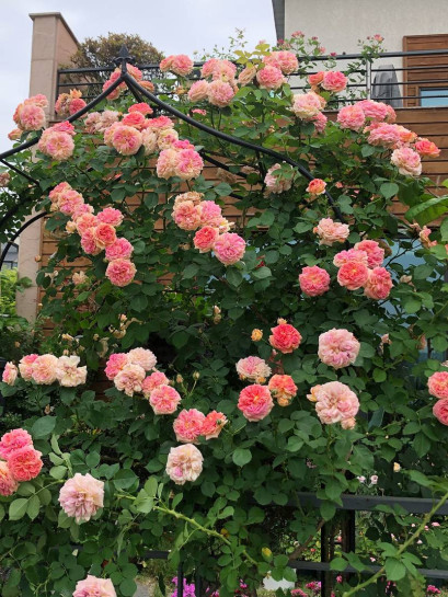 róże pnące Alchymist