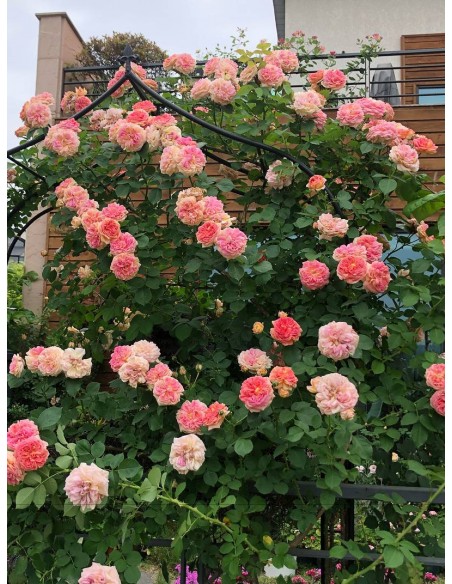 róże pnące Alchymist