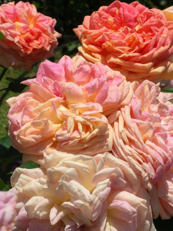 Alchymist róże pnące