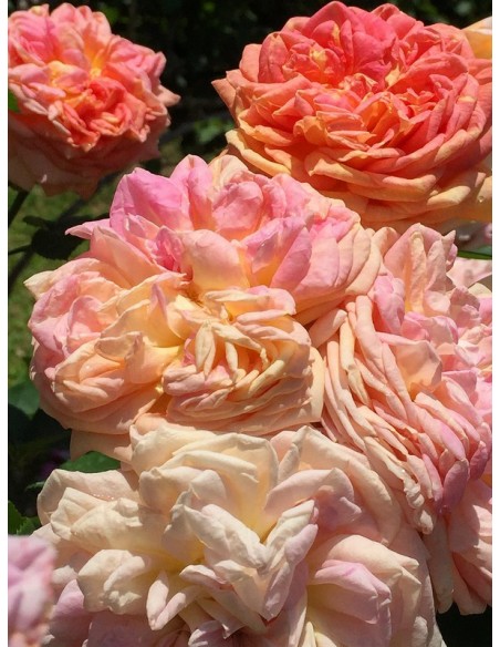 Alchymist róże pnące