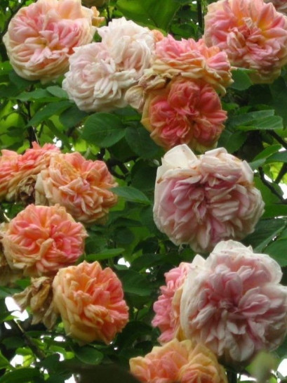 Alchymist pnące róże