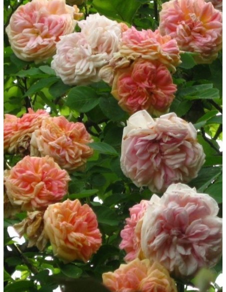 Alchymist pnące róże