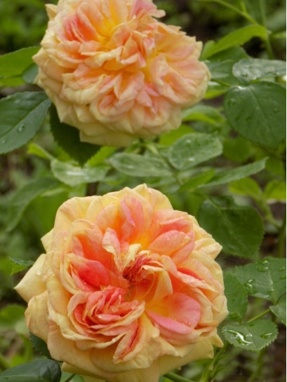 Alchymist herbaciane róże pnące