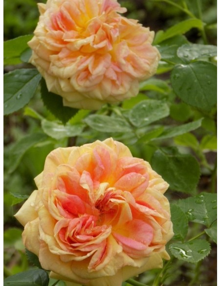 Alchymist herbaciane róże pnące