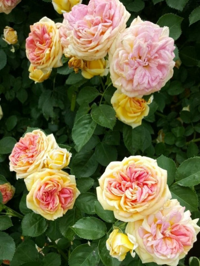 Alchymist morelowe róże pnące