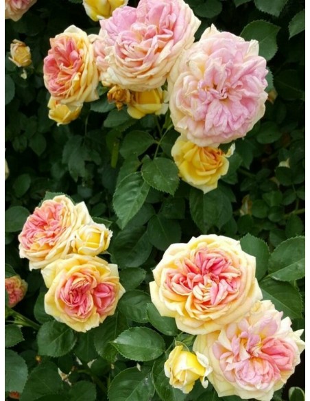 Alchymist morelowe róże pnące