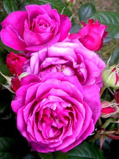 VILLAGE de SAINT YRIEIX róża wielkokwiatowa