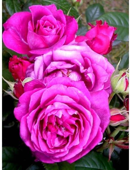 VILLAGE de SAINT YRIEIX róża wielkokwiatowa