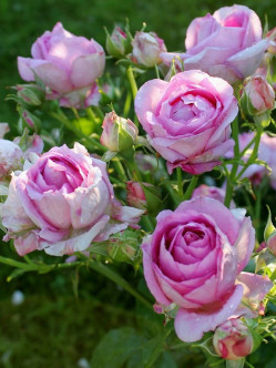 VILLAGE de SAINT YRIEIX róża wielkokwiatowa 2