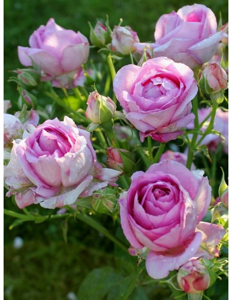 VILLAGE de SAINT YRIEIX róża wielkokwiatowa