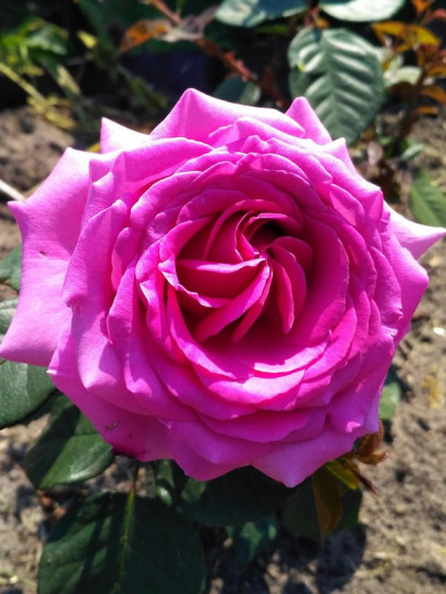 VILLAGE de SAINT YRIEIX róża wielkokwiatowa