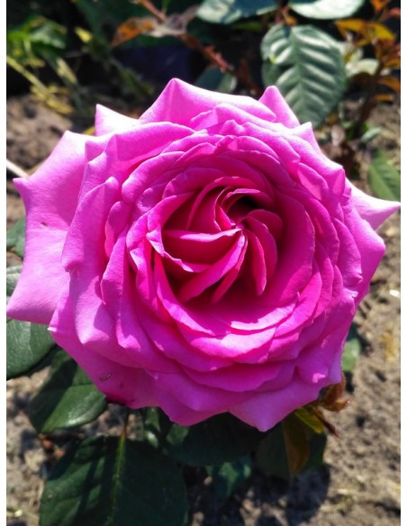 VILLAGE de SAINT YRIEIX róża wielkokwiatowa