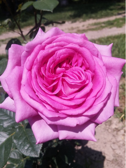 VILLAGE de SAINT YRIEIX róża wielkokwiatowa