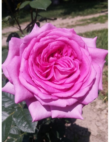 VILLAGE de SAINT YRIEIX róża wielkokwiatowa