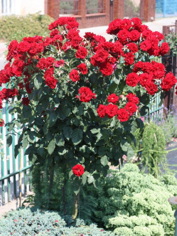 czerwone roze pienne andersen